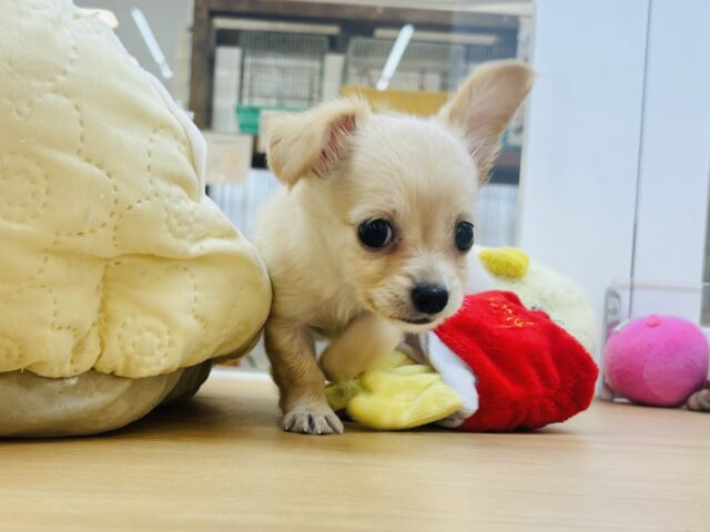 チワックス