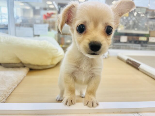 チワックス