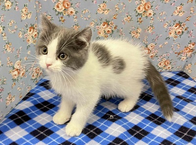 O型気質!?おっとりマイペースなブリティッシュくんがやってきた ブリティッシュショートヘア