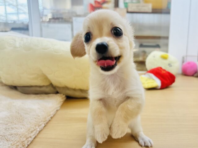 チワックス
