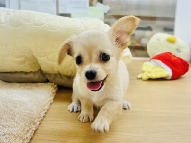 チワックス