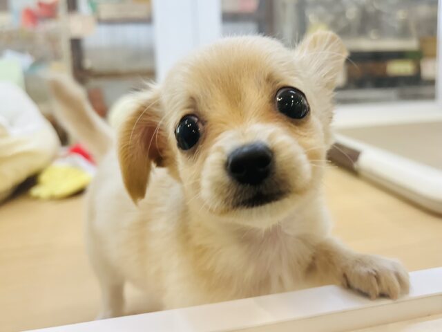 チワックス