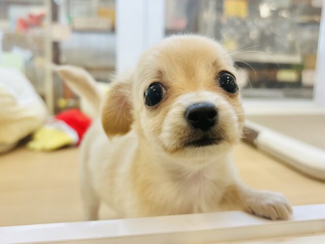 チワックス