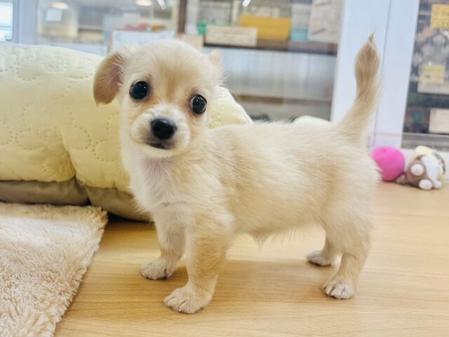 チワックス