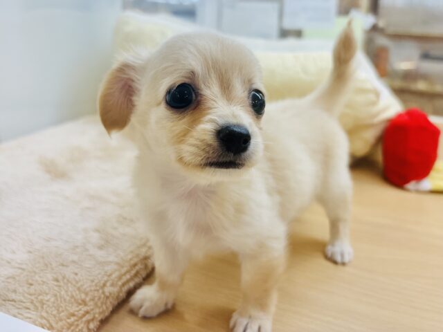 チワックス