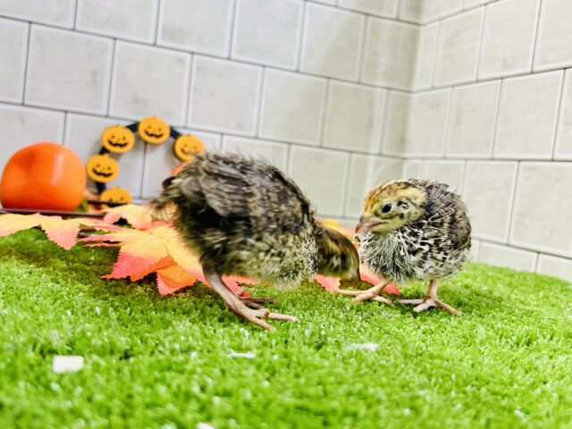 並ウズラ