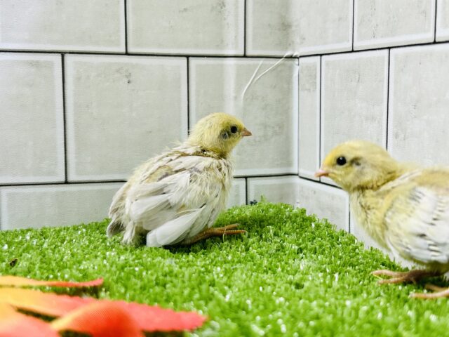 ヒメウズラ