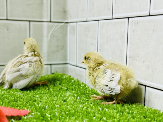 ヒメウズラ