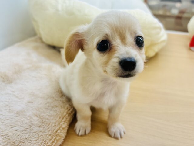 チワックス