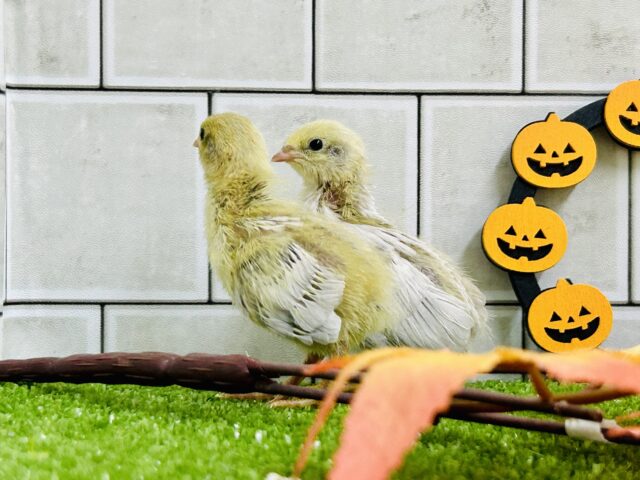 ヒメウズラ