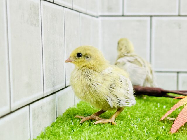 ヒメウズラ
