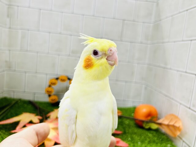 オカメインコ
