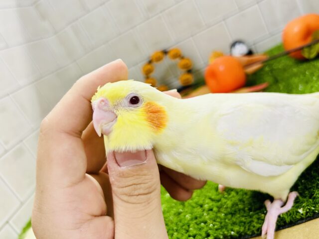 オカメインコ