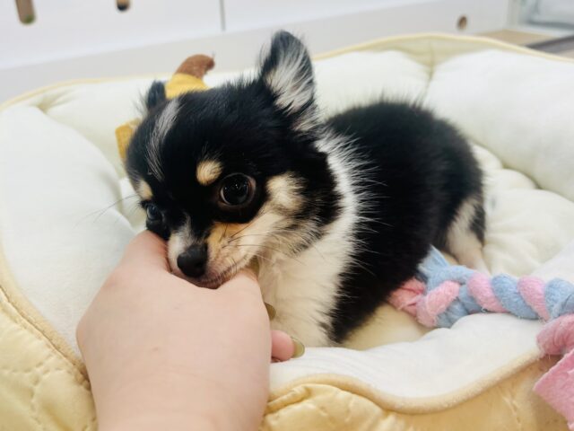 チワワ
