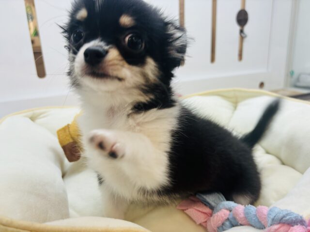 チワワ