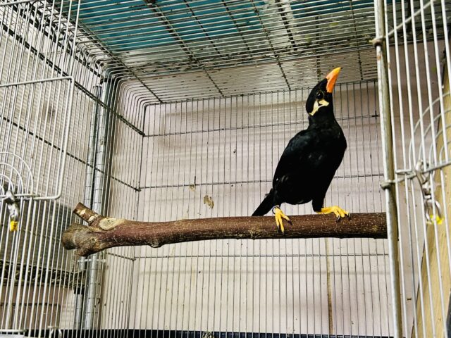 【最新画像更新☆☆】漆黒の翼持つおしゃべり怪獣になるかも?? 九官鳥 九官鳥(キュウカンチョウ)