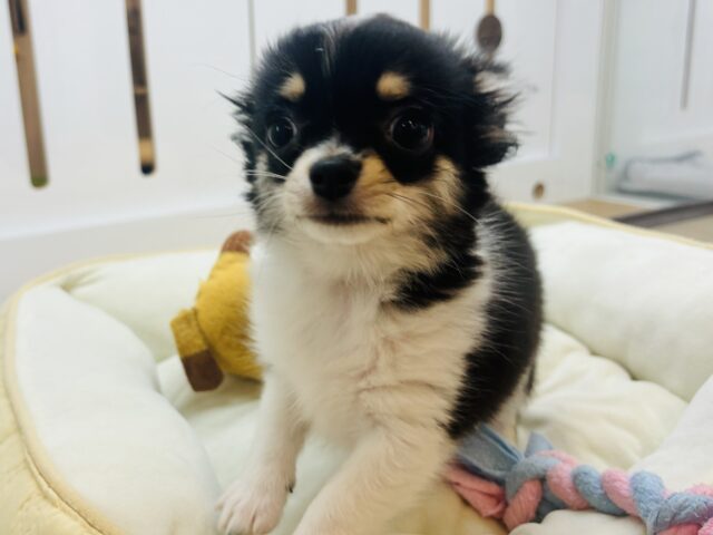 チワワ