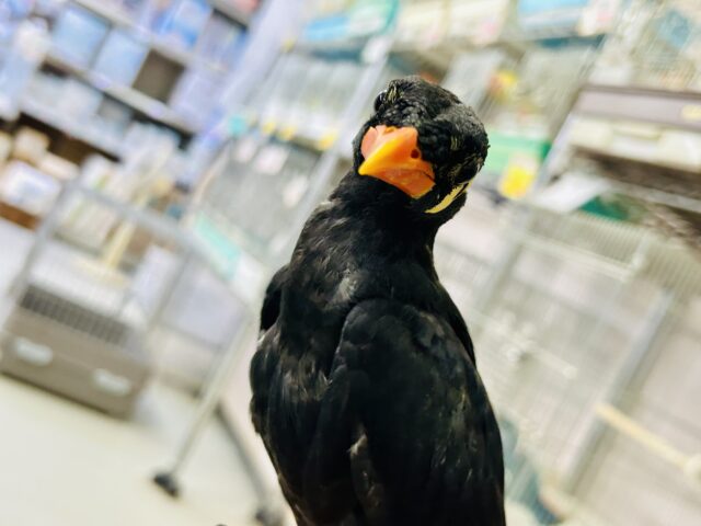 九官鳥（キュウカンチョウ）