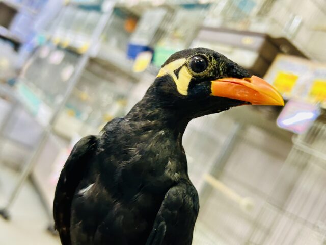 【最新画像更新☆☆】漆黒の翼持つおしゃべり怪獣になるかも?? 九官鳥 九官鳥(キュウカンチョウ)