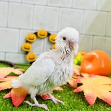 白いボディに熟れた果実のようなきれいなルビーアイ！！　セキセイインコ