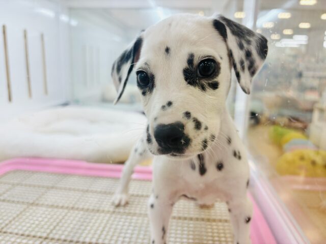 ダルメシアン