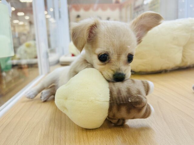 チワックス