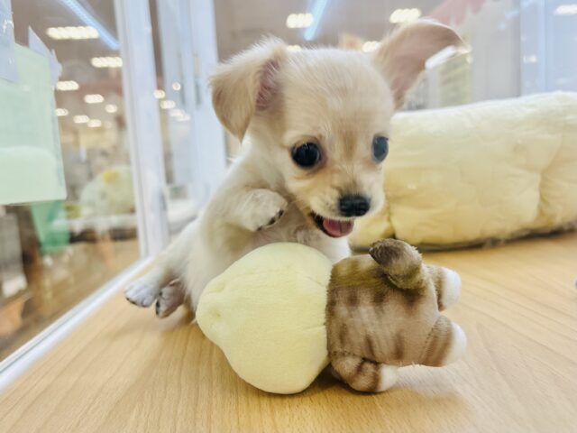 チワックス