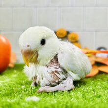 妖艶な美カラーがやってきました(*’ω’*)　コザクラインコ