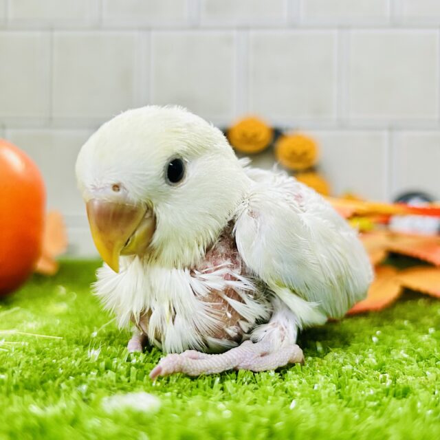 妖艶な美カラーがやってきました(*’ω’*)　コザクラインコ