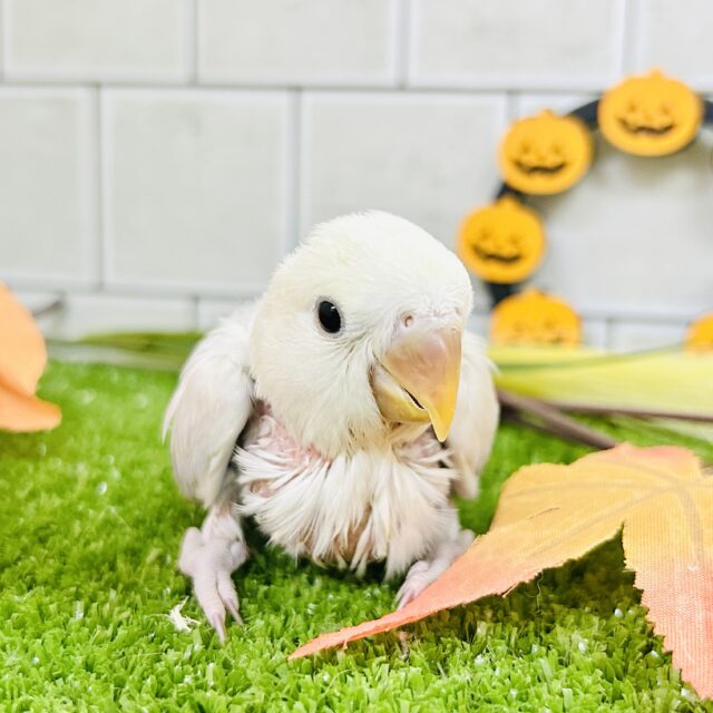 コザクラインコ（小桜インコ）