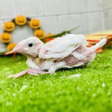 ツルっとタマゴぼでぃ　白文鳥