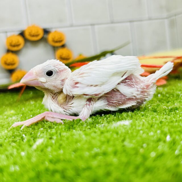 ツルっとタマゴぼでぃ　白文鳥