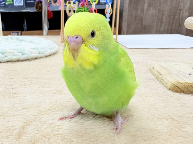 【最新画像🪄💫カゴデビュー】(ひとり餌になりました☆)春がきちゃった!?菜の花カラー💛💚セキセイインコ(スパングル) セキセイインコ
