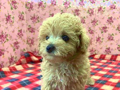 当店の秘蔵っ子！おてんばマルプー入舎💖