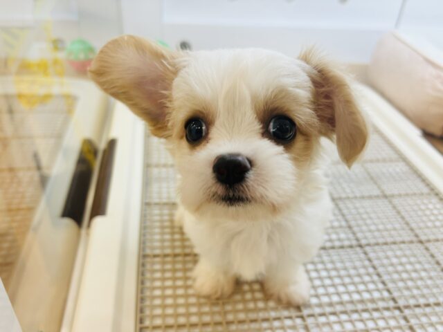 キャバション