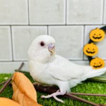 【最新画像更新☆☆】白いボディに熟れた果実のようなきれいなルビーアイ！！　セキセイインコ