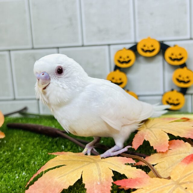 セキセイインコ