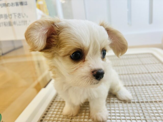 キャバション