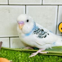 【最新画像更新☆☆】ﾓｸﾓｸ💭💞雲にLet’s painting‪🎨‪·͜·⋆꙳セキセイインコ(ブルーパイド/2025年9月生まれ)