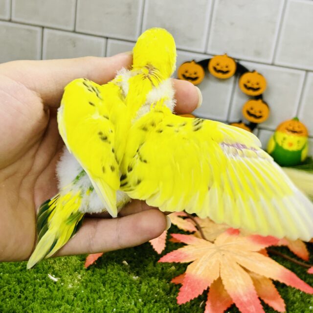 セキセイインコ
