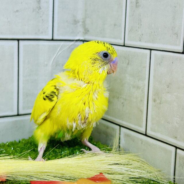 セキセイインコ
