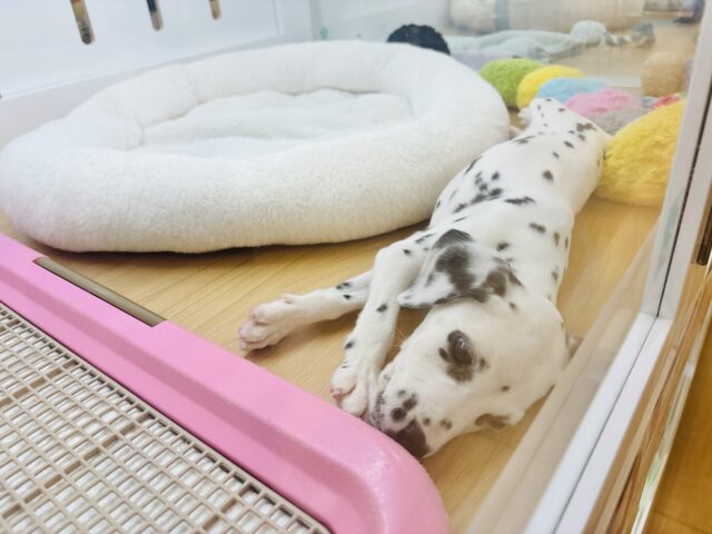 ダルメシアン