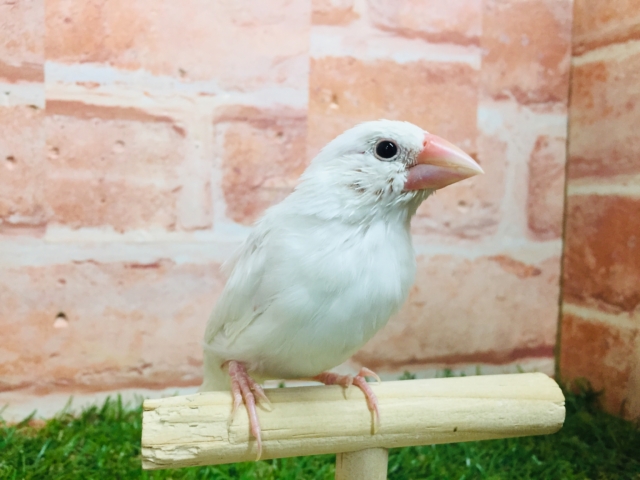 【⭐︎最新画像更新⭐︎】白文鳥さんがやってきましたよ~🎵🎵 白文鳥