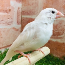 【⭐︎最新画像更新⭐︎】白文鳥さんがやってきましたよ～🎵🎵