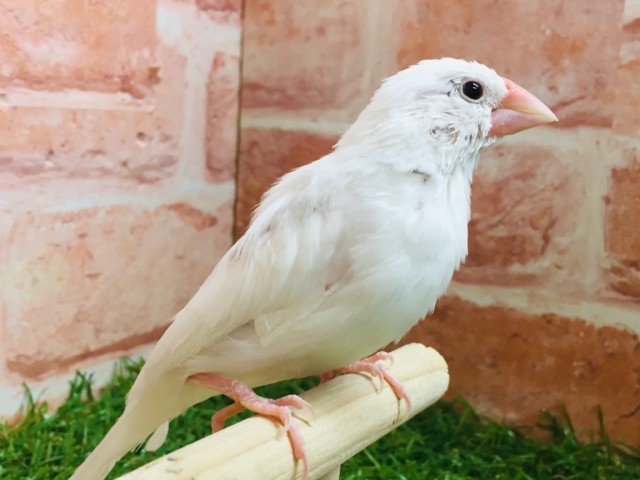 【⭐︎最新画像更新⭐︎】白文鳥さんがやってきましたよ~🎵🎵 白文鳥
