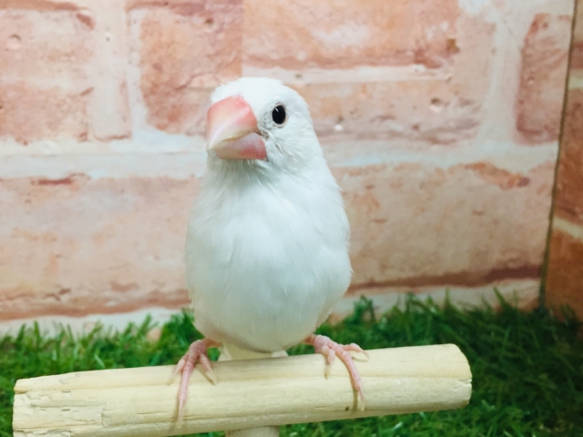 【⭐︎最新画像更新⭐︎】白文鳥さんがやってきましたよ~🎵🎵 白文鳥