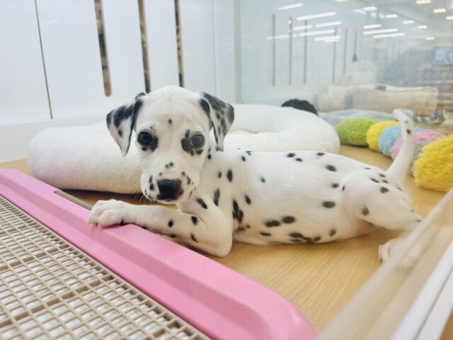 ダルメシアン