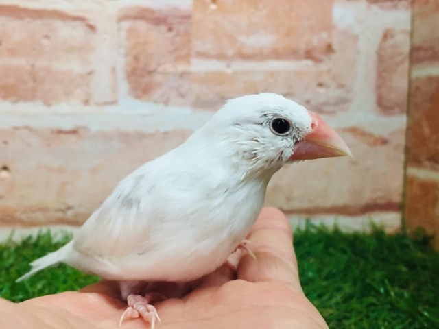 【⭐︎最新画像更新⭐︎】白文鳥さんがやってきましたよ~🎵🎵 白文鳥