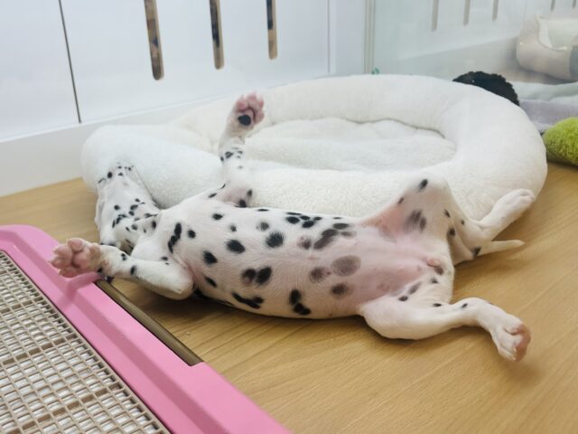 ダルメシアン
