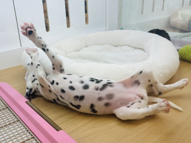 ダルメシアン
